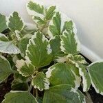 Coleus madagascariensis Leaf