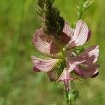 Onobrychis arenaria Квітка
