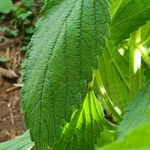 Leucas urticifolia Leaf