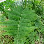 Cirsium erisithales Yaprak