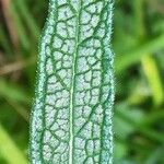 Verbena bonariensis Hoja