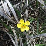 Ranunculus digitatus