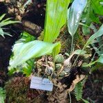 Coelogyne ovalis Hoja