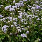 Ageratum conyzoides Облик