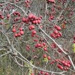 Crataegus laciniata Frukt