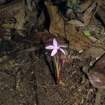 Voyria rosea Цвят