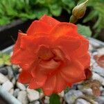Rosa luciae Flower