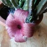 Stapelia hirsuta Õis