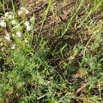 Galium glaucum Plante entière