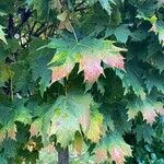 Acer saccharum Feuille