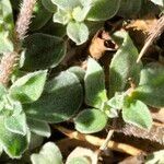 Galenia pubescens Corteza
