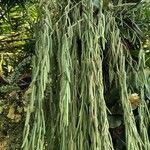 Hoya linearis Blad