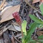 Oenothera laciniata Bloem