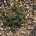 Citrullus colocynthis Hoja