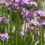 Primula auriculata Hábito