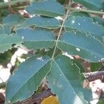 Caesalpinia bonduc برگ