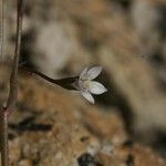 Wahlenbergia lobelioides Flower