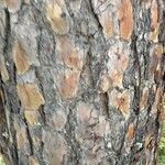 Pinus echinata Bark