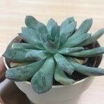 Dudleya greenei 叶