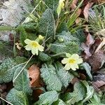 Primula vulgaris Kukka