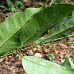 Garcinia epunctata Φύλλο