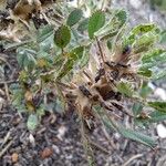 Ononis pusilla Fruto