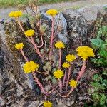 Petrosedum montanum Kukka