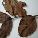 Forsteronia obtusiloba Otro