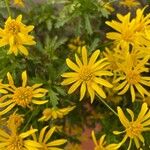 Euryops chrysanthemoides Floro