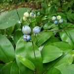 Clintonia borealis Fruit