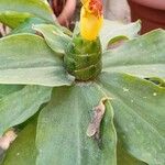 Costus guanaiensis Feuille