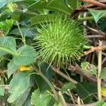 Cucumis anguria Fruit