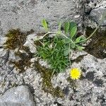 Pilosella officinarum Flower