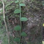 Marcgravia umbellata Hoja
