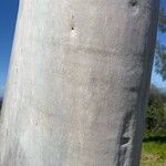 Corymbia citriodora Bark