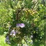Psoralea pinnata Λουλούδι