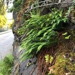 Polypodium vulgare Habitus