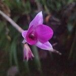 Dendrobium bigibbum Flower