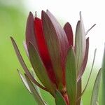 Leucadendron salignum Foglia