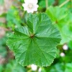 Malva neglecta Blatt