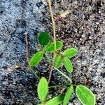 Grona triflora Leaf