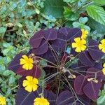 Oxalis hedysaroides Flower