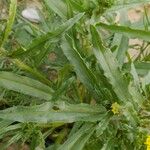 Arnebia decumbens Blad