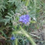 Phacelia distans Tervik taim