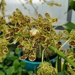 Grammatophyllum speciosum Folha