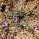 Erodium guttatum Habitus