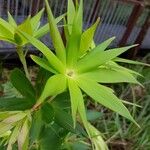Leucopogon verticillatus Leaf
