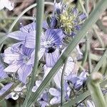 Veronica teucrium Flower