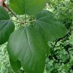 Ficus palmata Blad