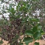 Pterocarpus rotundifolius Fruit